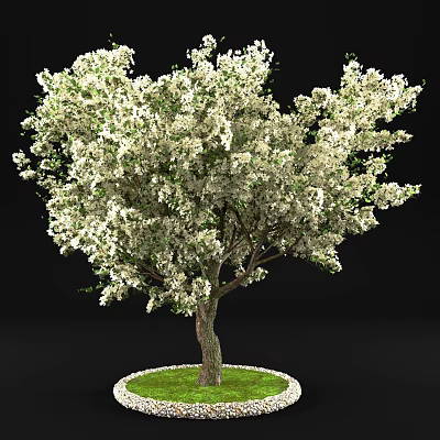 Tall Arbor with Abundant White Flowers Thick Trunk and Lush Green Grass Around Base 3d model
