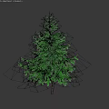 Tall Green Tree With Lush Dense Foliage Standing Isolated Against Dark Background
