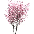 Graceful Flowering Trees with Pink Blossoms Lush Branches and Elegant Natural Form