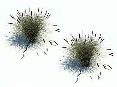 Two Clusters of Herbaceous Plants with Slender Leaves and Brown Spikelets and Base Shadows 3d model