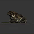 Toad Sitting On Circular Textured Platform With Brown And Green Patches