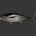 Whole Tuna with Shiny Blue Silver Skin and Large Blue Eyes Isolated on Dark Background