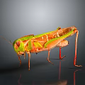 Detailed Green And Orange Grasshopper With Long Legs On Gray Reflective Background