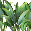 Beautiful Potted Plants With Large Green Leaves In Stylish Decorative Pots