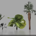 Tropical Palm Trees With Large Green Leaves And Textured Trunks Arranged In Studio