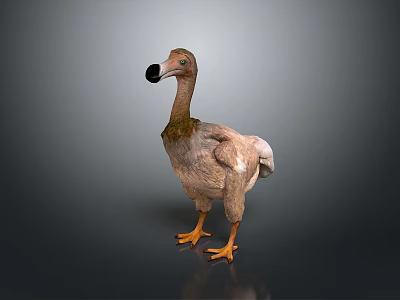 Dodo Bird With Brown Feathers Yellow Feet Black Beak Plump Body And Short Wings 3d model