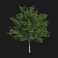 Single Tree With Dense Green Leaves And Smooth Trunk In Isolated 3d model
