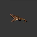 Brown Spotted Frog with Large Blue Eyes and Webbed Feet on Black Reflective Surface