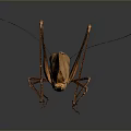 Brown Katydid With Long Antennae Legs And Detailed Wing Texture On Dark Background