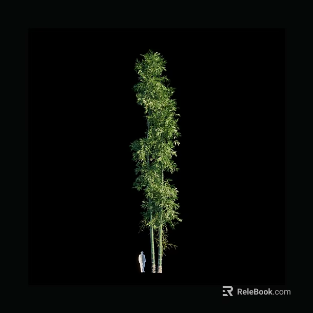 Tall Bamboo Plant With Green Leaves And Person Standing For Height Comparison 3d model 