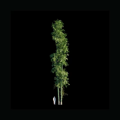 Tall Bamboo Plant With Green Leaves And Person Standing For Height Comparison 3d model