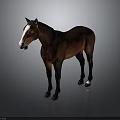 Brown Horse With White Face And White Hooves Standing On Grey Background