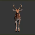 Spotted Deer With Orange Coat White Spots And Large Antlers Standing On Dark Background