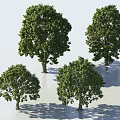 Multiple Arbor Trees in Different Sizes Featuring Green Foliage Trunks and Ground Shadows 3d model