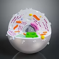 Organ and Hair Cellular Structure 3D Model with Colorful Organelles and Clear Details