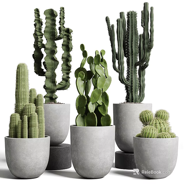 Various Types Of Cactus Potted Plants In Gray Pots For Indoor Decoration 3d model 