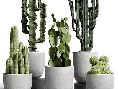 Various Types Of Cactus Potted Plants In Gray Pots For Indoor Decoration 3d model