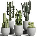 Various Types Of Cactus Potted Plants In Gray Pots For Indoor Decoration