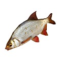 Modern Fish 3d model