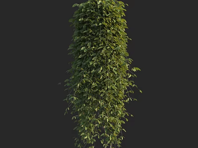 Lush Green Hanging Vine Plant With Dense Foliage And Cascading Leaves 3d model