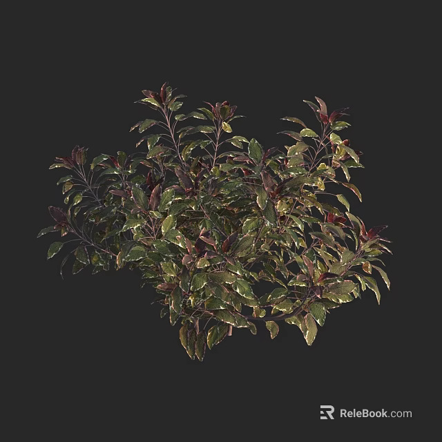 Lush Green And Purple Leafy Plants With Vibrant Foliage On Dark Background 3d model 