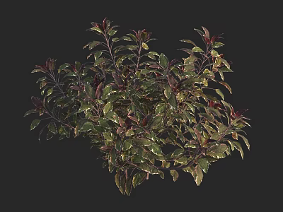 Lush Green And Purple Leafy Plants With Vibrant Foliage On Dark Background 3d model