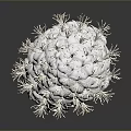 White Flowering Plant With Clustered White Blooms And Green Stem On Dark Background