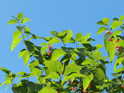Lush Arbor With Green Leaves And Red Berries Against Blue Sky 3d model