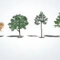 Different Types of Arbor Trees with Orange Green Foliage Pine Needles and Shadows on White Background