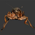 Close Up Of Mole Cricket With Brown Exoskeleton Long Antennae On Dark Background