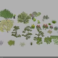 Various Shrubs Types with Diverse Shapes and Foliage for Garden Landscaping