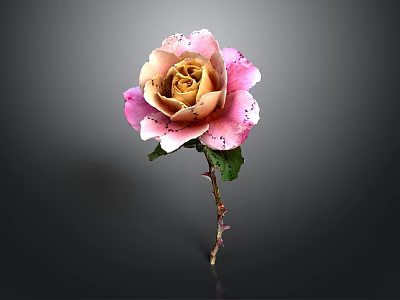 Beautiful Rose With Pink And Beige Petals Green Leaves Stem On Dark Background 3d model