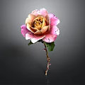 Beautiful Rose With Pink And Beige Petals Green Leaves Stem On Dark Background
