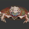 Modern Frog Frog Skeleton Frog Anatomy Frog Structure 3d model