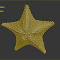 Light Colored Starfish Marine Animal With Textured Surface And Reflection On Dark Background 3d model