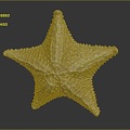 Modern starfish mollusk 3d model