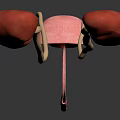 Detailed Human Urinary System Anatomy With Kidneys Ureters And Bladder