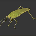 Green Insect With Slender Body And Long Antennae On Smooth Surface Dark Background Reflection