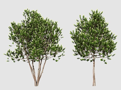 Tree Landscape Tree Small Tree 3d model