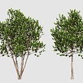 Tree Landscape Tree Small Tree 3d model