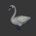 White Swan With Orange Beak Standing On Gray Background Showing Reflection 3d model