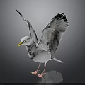 Seagull with White Feathers Spread Wings Yellow Beak and Black Wing Tips on Reflective Surface
