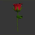 Red Rose Plant With Green Leaves And Stem On Gray Background