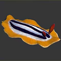 Vibrant Nudibranch Aquatic Animal With Yellow Edged Blue And White Striped Body And Red Tentacles