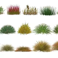 Different Varieties of Ornamental Shrubs Featuring Clumping Growth and Colorful Foliage for Garden Landscaping