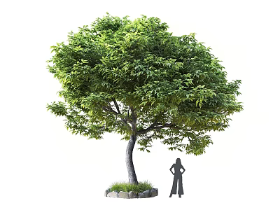 Tall Green Tree with Lush Foliage Sturdy Trunk and Stone Base Near Human Silhouette 3d model
