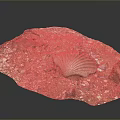Natural Decorative Tray With Sand Stones Seashell Red Coral And Green Moss For Home Decoration