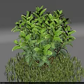 Various Garden Shrubs With Red And Green Foliage In Different Shapes On Green Grass