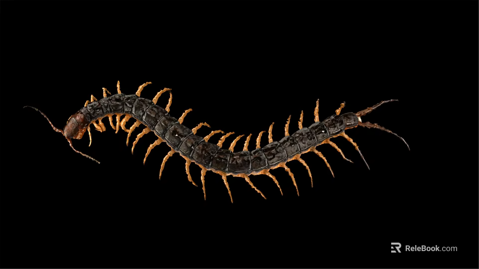 Long Segmented Centipede With Dark Body And Orange Legs On Black Background 3d model