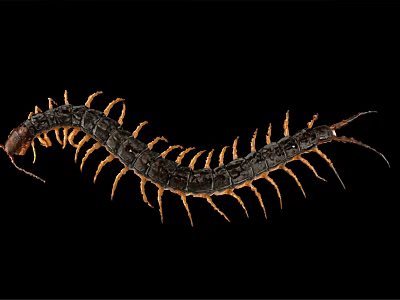 Long Segmented Centipede With Dark Body And Orange Legs On Black Background 3d model